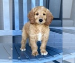 Small #5 Goldendoodle