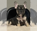 Small Photo #64 French Bulldog Puppy For Sale in ORLANDO, FL, USA