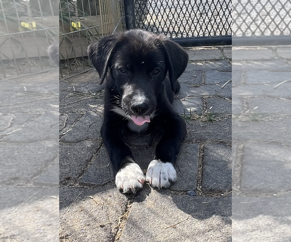Medium Photo #2 German Shepherd Dog-Unknown Mix Puppy For Sale in Unionville, PA, USA