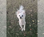 Small #2 Pomeranian