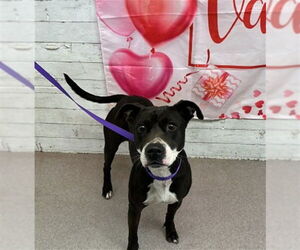 Mutt Dogs for adoption in San Bernardino, CA, USA