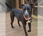 Small American Staffordshire Terrier-Labrador Retriever Mix