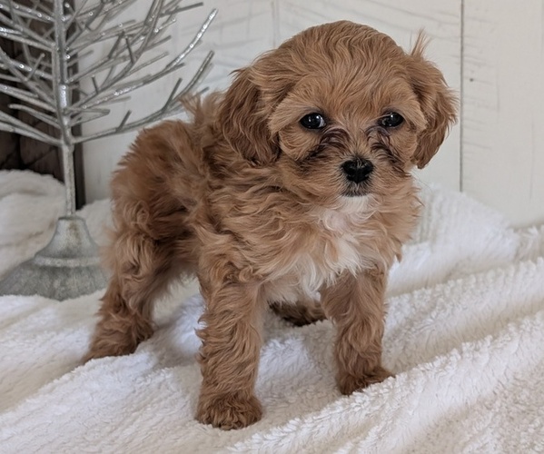 Medium Photo #2 Cavapoo (Miniature) Puppy For Sale in GOSHEN, IN, USA