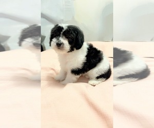 Morkie-Poodle (Toy) Mix Puppy for Sale in MONTEGUT, Louisiana USA
