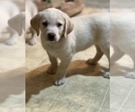 Small Photo #2 Sheprador Puppy For Sale in BROOKLINE, NH, USA
