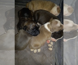 American Pit Bull Terrier Puppy for Sale in PINE BLUFF, Arkansas USA