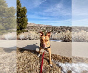 Nana - Female American Staffordshire Terrier-Unknown Mix Dog for Adoption - Photo #3