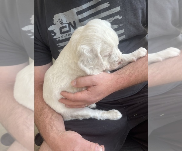 Medium Photo #3 Llewellin Setter Puppy For Sale in ELK MOUND, WI, USA