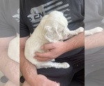 Small #2 Llewellin Setter