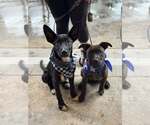 Small #2 American Staffordshire Terrier-German Shepherd Dog Mix