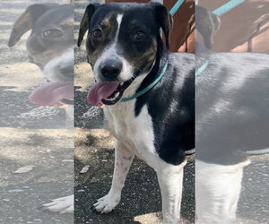 Jack Russell Terrier-Mountain Cur Mix Dogs for adoption in Oakhurst, NJ, USA