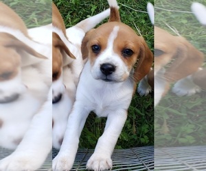 Beagle Puppy for sale in PLATTEVILLE, WI, USA