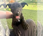 Small #7 American Staffordshire Terrier-German Shepherd Dog Mix
