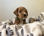 Puppy Ginger Goldendoodle (Miniature)