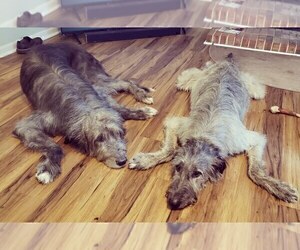 Father of the Irish Wolfhound puppies born on 11/03/2019
