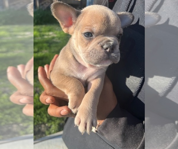 Medium Photo #1 French Bulldog Puppy For Sale in CHICAGO, IL, USA