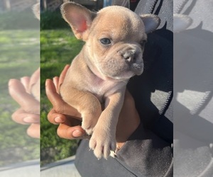 French Bulldog Puppy for Sale in CHICAGO, Illinois USA
