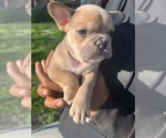 Small French Bulldog