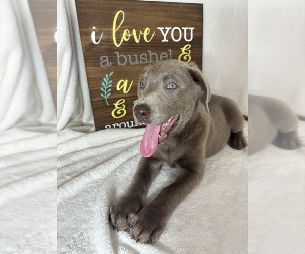 Medium Photo #5 Labrador Retriever Puppy For Sale in GREENFIELD, IN, USA