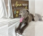 Small #4 Labrador Retriever