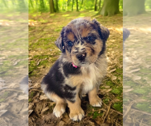 Medium Photo #12 Australian Shepherd Puppy For Sale in WILLIAMS, AZ, USA