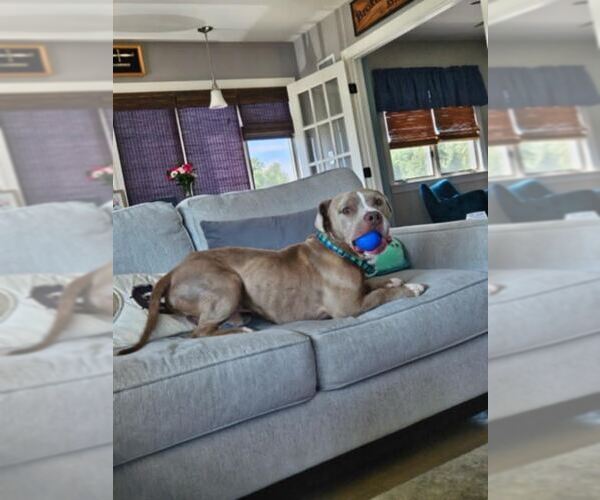 Medium Photo #3 Mutt Puppy For Sale in Catasauqua, PA, USA