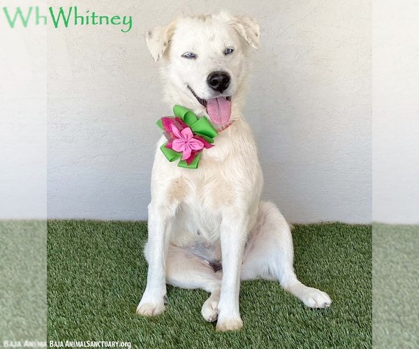 Medium Photo #1 Labrador Retriever-Unknown Mix Puppy For Sale in San Diego, CA, USA