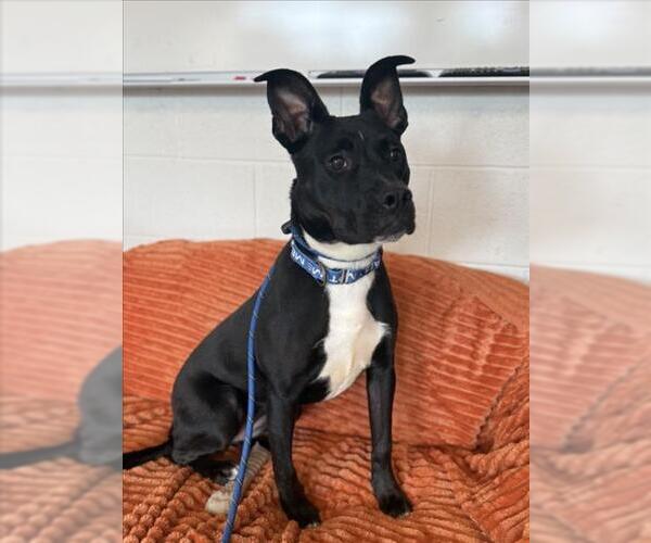Medium Photo #1 American Pit Bull Terrier-German Shepherd Dog Mix Puppy For Sale in Derwood, MD, USA