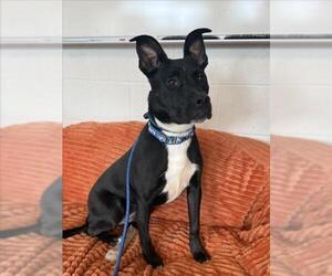 American Pit Bull Terrier-German Shepherd Dog Mix Dogs for adoption in Derwood, MD, USA