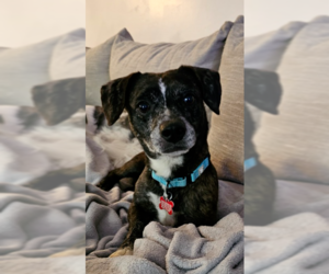 Bo-Dach Dogs for adoption in Springdale, PA, USA
