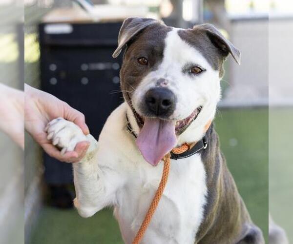 Medium Photo #1 American Pit Bull Terrier Puppy For Sale in Camarillo, CA, USA