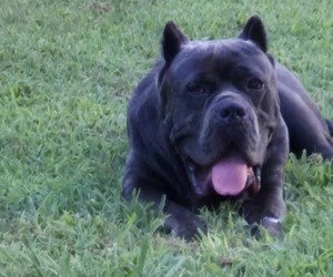 Father of the Cane Corso puppies born on 03/07/2026
