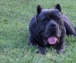 Small Photo #1 Cane Corso Puppy For Sale in GAFFNEY, SC, USA