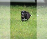 Small Photo #5 Labrador Retriever-Siberian Husky Mix Puppy For Sale in WOODFORD, VA, USA