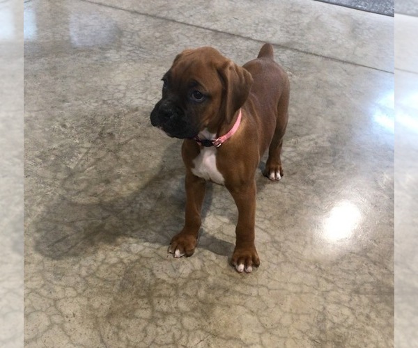 Medium Photo #1 Boxer Puppy For Sale in APPLE CREEK, OH, USA