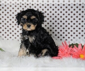 Cavapoo Puppy for sale in FREDERICKSBG, OH, USA