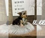 Small Photo #4 Yorkshire Terrier Puppy For Sale in NAPPANEE, IN, USA