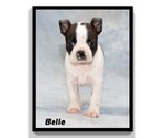 Small Photo #2 Boston Terrier Puppy For Sale in CLARE, MI, USA