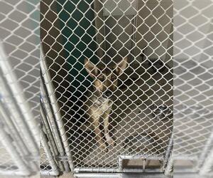 German Shepherd Dog-Unknown Mix Dogs for adoption in Newton, NC, USA