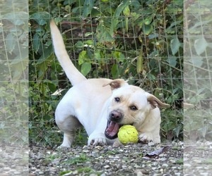 Oopah - Male Labrador Retriever-Unknown Mix Dog for Adoption - Photo #5