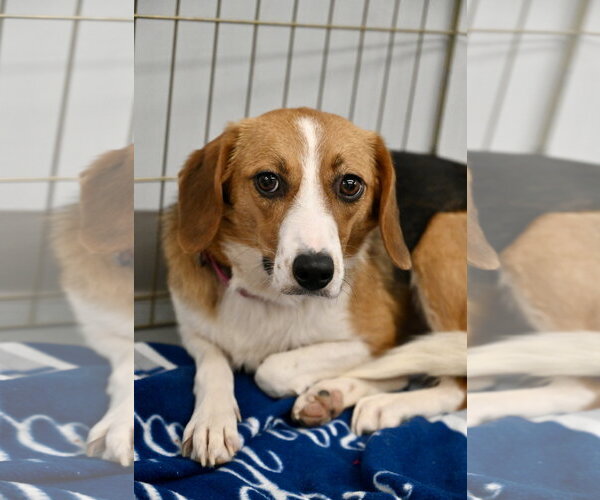 Medium Photo #1 Beagle-Unknown Mix Puppy For Sale in Wakefield, RI, USA