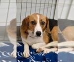 Small Beagle Mix