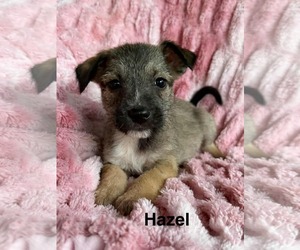 Zelle - Female Chihuahua-Unknown Mix Dog for Adoption - Photo #6