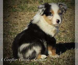 Miniature Australian Shepherd Puppy for sale in SMITHVILLE, AR, USA