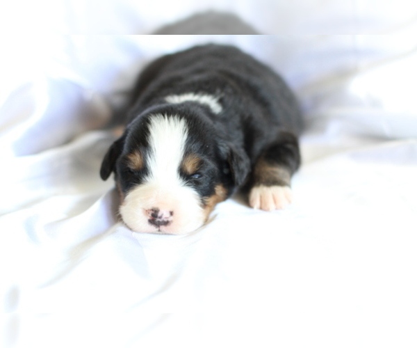Medium Photo #5 Bernese Mountain Dog Puppy For Sale in PIEDMONT, SC, USA