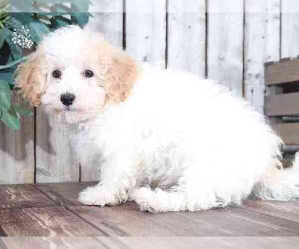 Medium Photo #2 Poodle (Miniature) Puppy For Sale in MOUNT VERNON, OH, USA