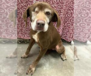 Black and Tan Coonhound-Unknown Mix Dogs for adoption in Rosenberg, TX, USA