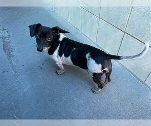 Dachshund-Unknown Mix Dogs for adoption in Corpus Christi, TX, USA