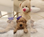 Small Photo #16 Golden Retriever Puppy For Sale in ORLANDO, FL, USA