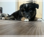 Small Photo #21 Miniature Australian Shepherd Puppy For Sale in BETHANY, IL, USA